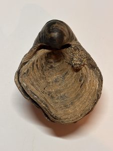 Gryphaea ‘Duivelsnagel’ – fossiel, 175 – 200 miljoen BC